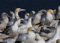 Port Danger Gannet Colony